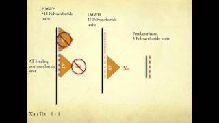 Heparin Mechanism of Action [upl. by Japeth40]