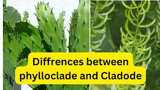 Diffrences between Phylloclade and Cladode LifeScienceAt7pm [upl. by Atsyrt928]