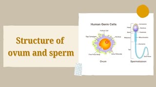 Structure of Ovum and Sperm Chapter 2 Class 12th Tryst with Biology [upl. by Hepzi]