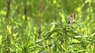 セッカの鳴き声。quotCisticola juncidisquot 2013623 [upl. by Catton34]