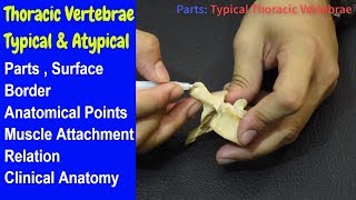 Thoracic Vertebrae  Typical And Atypical  Bangla  Square DOC [upl. by Irol951]