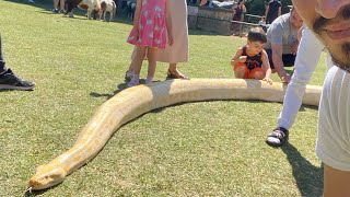 DEV YILAN  🐍 HAYVANAT BAHÇESİ GEZİMİZ  POLENEZKÖY HAYVANAT BAHÇESİ [upl. by Sedrul]