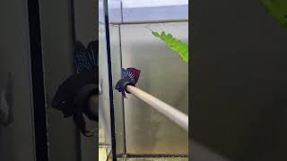 betta heart tails [upl. by Destinee]