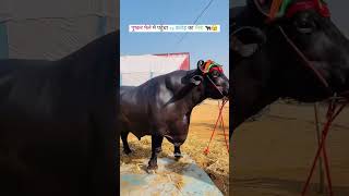 Rajasthan Pushkar Mele Mein pahuncha 23 karod ka Bhains jalore jalaram [upl. by Aubrette630]