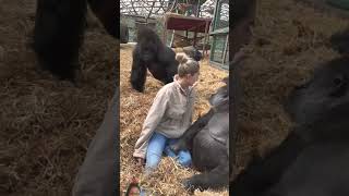 Two Gorilla one wife enjoyment👌funny animalhumor animals🥰😌😛🥳 funnyanimlas bgm monkey [upl. by Wymore]