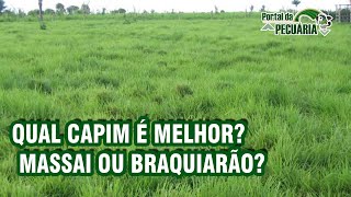 Qual capim é melhor  Massai ou Braquiarão [upl. by Bernette]