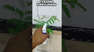 TAMARIND PLANTS forest style tutorialsvideo tamarind gardening plantslover plantito plantita [upl. by Ettenowtna711]