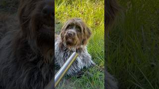 Talking to my wirehaired pointing griffon on a slow dove hunt day wirehairedpointinggriffon [upl. by Beshore]