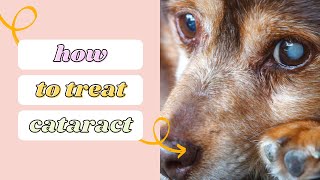 How to treat cataract in dogs  Aliyan Veterinary Hospital [upl. by Phia]