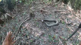 SUROUNDED BY WATER MOCCASINS ll Hunt For Monster Moccasins ll [upl. by Godewyn]