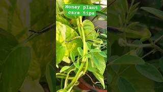 Money plant care tips t gardening  indoorplants garden viralvideo [upl. by Bernhard]