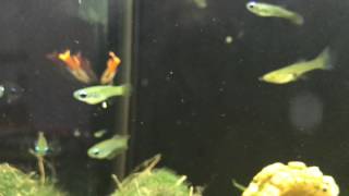 Lampeye Killifish laying egg on moss ball [upl. by Antipas364]