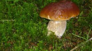 Funghi Porcini in Norvegia Boletus edulis Mushrooms in Norway [upl. by Lupe399]