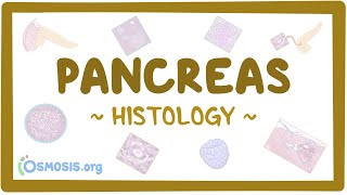 Pancreas Histology [upl. by Hermine544]