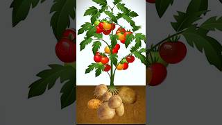 Tomato  potato in a single plant experiment potato tomato [upl. by Hasin]