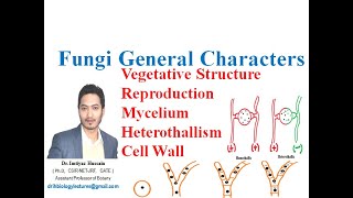 Fungi general characters hyphae mycelium heterothallism reproduction cell wall chitin [upl. by Medarda]