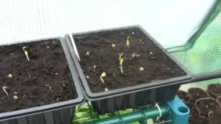 Growing rhubarb from seed  part 2 [upl. by Drawoh481]