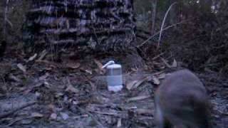 Southern Brown Bandicoot Isoodon obesulus [upl. by Cohin]