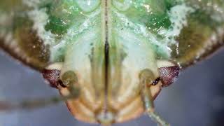 Stink Bugs up close [upl. by Hgieloj964]