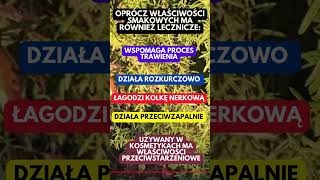 Rozmaryn jest naprawde wspanialym ziolem które warto mieć w ogrodzie 🌿 preppers garden ogródek [upl. by Llertal]