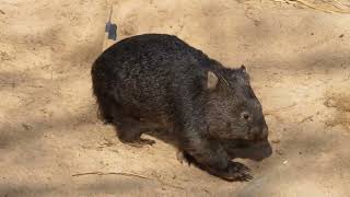 Weird Science Wonders Why Wombats Poop is Cubed 🐾 [upl. by Delp583]