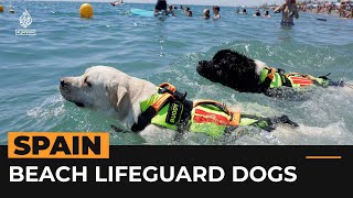 Spain’s fourlegged lifeguards help save lives  Al Jazeera Newsfeed [upl. by Leizahaj]