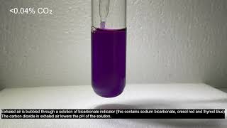 Bicarbonate Indicator  Detection of carbon dioxide [upl. by Yrojram]