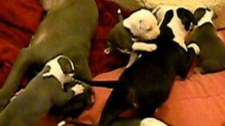 PITBULL TERRIER PUPPIES FOR SALE  quotLET US INquot [upl. by Oiramat937]