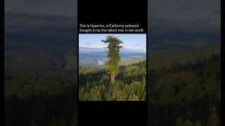 Hyperion California redwood thought to be the tallest tree in the world [upl. by Norga]