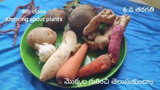 Which are stems Which are roots 6 th class science knowing about plants [upl. by Asira]