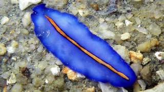 Platyhelminthes Phylum [upl. by Eannaj6]