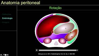 Anatomia peritoneal [upl. by Whitehurst]