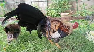 Yellow leg Grey gamefowl [upl. by Ecirtap]