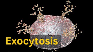 Exocytosis Bulk transport across cell membrane [upl. by Holsworth]