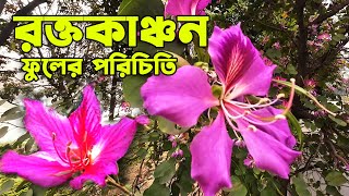 রক্তকাঞ্চন ফুলের পরিচিতি  Introduction to the Bauhinia variegata plant  MLTN Milton [upl. by Hayman]