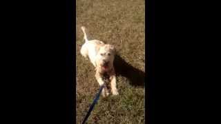 Wheaten Terrier Bailey hanging out in the grass making cute barking sounds [upl. by Ziza]