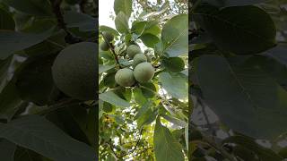 💥France ல வீட்லயே வளரும் வால்நட் மரம் ⁉️😱 shortsfeed shorts gardening walnut [upl. by Leaffar]