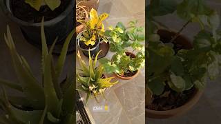 My Potted Plants🪴 من حديقة البلكونة [upl. by Amaral]