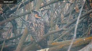 Long Eared Owl  Highlights 2023 [upl. by Viviane115]