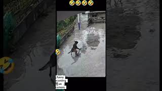 capture on CCTV camera 🤣 funny cctv world youtubeshorts foryou [upl. by Flavius261]