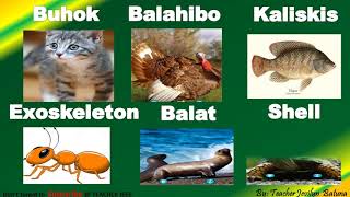 Bumabalot sa Katawan ng mga HayopBody coverings of animals [upl. by Atnoid265]