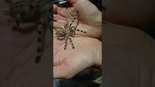 Juvenile female Poecilotheria formosa [upl. by Asereht]