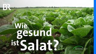 Antioxidantien im Kopfsalat Chicorée amp Co Wie gesund sind Blattsalate wirklich  BR [upl. by Ajnek]