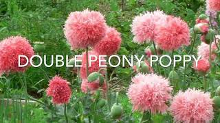 How to Plant Poppy Seeds  Double Peony Poppies🌸 poppyseeds plantingpoppies [upl. by Llerreg]