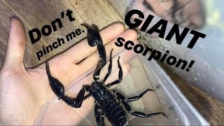 SCORPION and it’s HUGE [upl. by Micro]