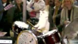 Amazing Acro Cats  The Rock Cats Band 2 [upl. by Viradis]