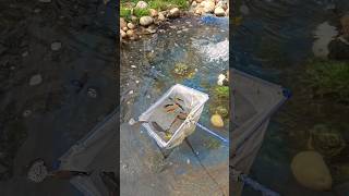 Garden escape Cleaning the house garden fish pond karanguruvlogs fishpond [upl. by Ennayar]