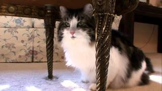 Cats 101 Animal Planet  Norweigan Forest Cat  High Quality [upl. by Warfeld]