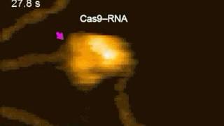 CRISPR Editing DNA in Real Time [upl. by Namijneb]