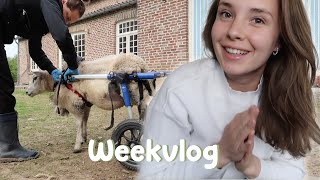 Ochtendroutine van de dierenopvang amp familiefeestjes  WEEKVLOG [upl. by Burgwell]